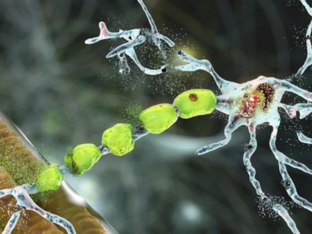 Parasites, Rope Worm Myths and Full Moon Detox