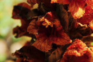 A close up of a bunch of dried flowers