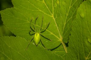 a green spider sitting on a green leaf