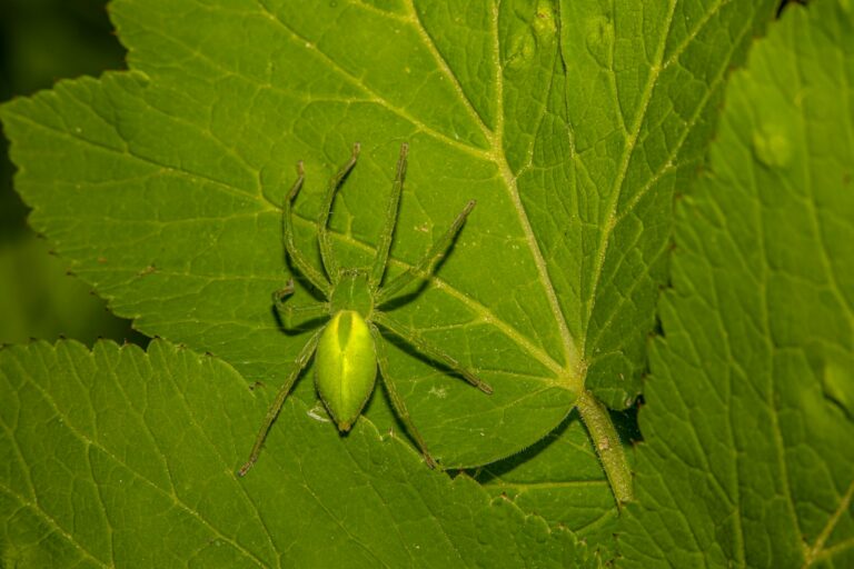 a green spider sitting on a green leaf