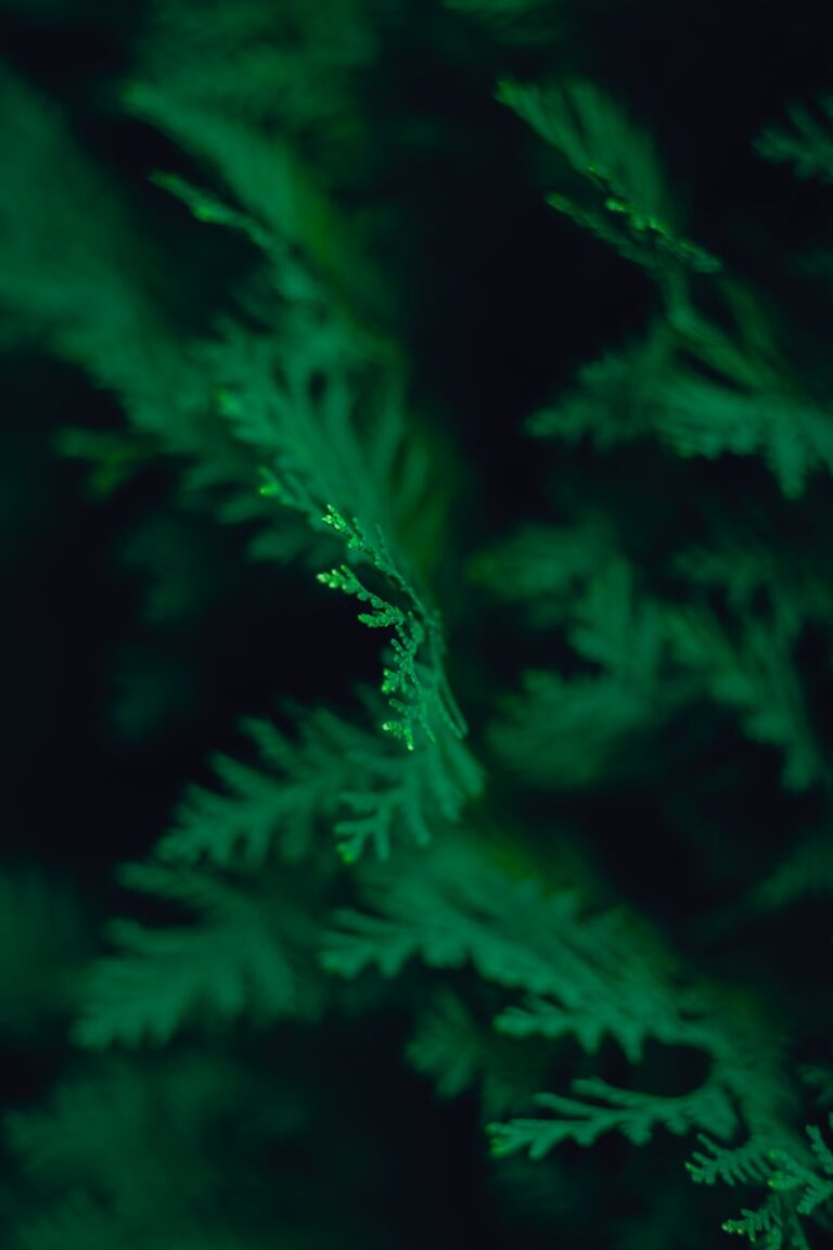 a close-up of some plants